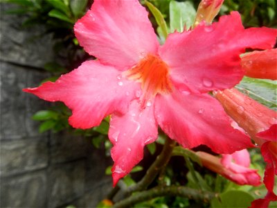 Water droplets on Adenium obesum flowers in the Philippines Photos taken in Poblacion, Baliuag, Bulacan Category:Sitios and puroks of the Philippines Subdivisions of the Philippines Barangays  Poblaci