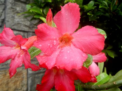 Water droplets on Adenium obesum flowers in the Philippines Photos taken in Poblacion, Baliuag, Bulacan Category:Sitios and puroks of the Philippines Subdivisions of the Philippines Barangays  Poblaci