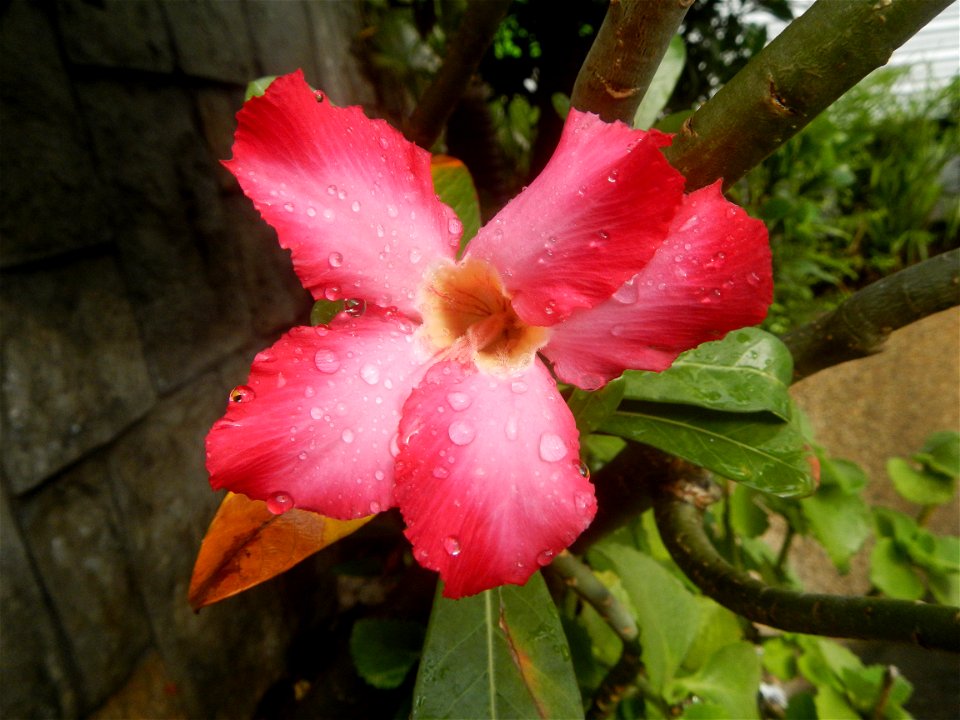 Water droplets on Adenium obesum flowers in the Philippines Photos taken in Poblacion, Baliuag, Bulacan Category:Sitios and puroks of the Philippines Subdivisions of the Philippines Barangays  Poblaci