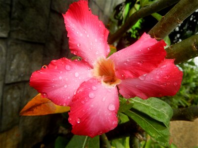 Water droplets on Adenium obesum flowers in the Philippines Photos taken in Poblacion, Baliuag, Bulacan Category:Sitios and puroks of the Philippines Subdivisions of the Philippines Barangays  Poblaci