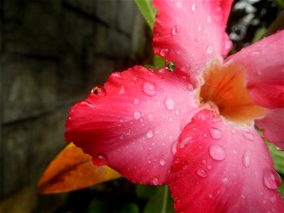 Water droplets on Adenium obesum flowers in the Philippines Photos taken in Poblacion, Baliuag, Bulacan Category:Sitios and puroks of the Philippines Subdivisions of the Philippines Barangays  Poblaci