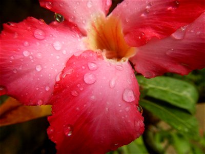 Water droplets on Adenium obesum flowers in the Philippines Photos taken in Poblacion, Baliuag, Bulacan Category:Sitios and puroks of the Philippines Subdivisions of the Philippines Barangays  Poblaci
