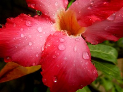 Water droplets on Adenium obesum flowers in the Philippines Photos taken in Poblacion, Baliuag, Bulacan Category:Sitios and puroks of the Philippines Subdivisions of the Philippines Barangays  Poblaci