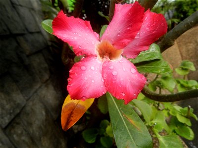 Water droplets on Adenium obesum flowers in the Philippines Photos taken in Poblacion, Baliuag, Bulacan Category:Sitios and puroks of the Philippines Subdivisions of the Philippines Barangays  Poblaci