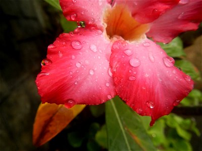 Water droplets on Adenium obesum flowers in the Philippines Photos taken in Poblacion, Baliuag, Bulacan Category:Sitios and puroks of the Philippines Subdivisions of the Philippines Barangays  Poblaci