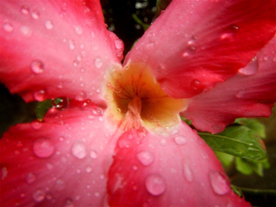 Water droplets on Adenium obesum flowers in the Philippines Photos taken in Poblacion, Baliuag, Bulacan Category:Sitios and puroks of the Philippines Subdivisions of the Philippines Barangays  Poblaci