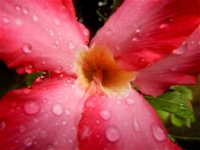 Water droplets on Adenium obesum flowers in the Philippines Photos taken in Poblacion, Baliuag, Bulacan Category:Sitios and puroks of the Philippines Subdivisions of the Philippines Barangays  Poblaci
