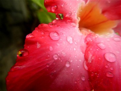 Water droplets on Adenium obesum flowers in the Philippines Photos taken in Poblacion, Baliuag, Bulacan Category:Sitios and puroks of the Philippines Subdivisions of the Philippines Barangays  Poblaci