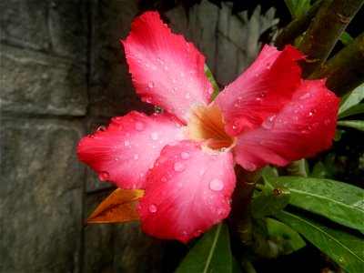 Water droplets on Adenium obesum flowers in the Philippines Photos taken in Poblacion, Baliuag, Bulacan Category:Sitios and puroks of the Philippines Subdivisions of the Philippines Barangays  Poblaci