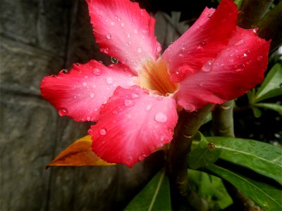 Water droplets on Adenium obesum flowers in the Philippines Photos taken in Poblacion, Baliuag, Bulacan Category:Sitios and puroks of the Philippines Subdivisions of the Philippines Barangays  Poblaci