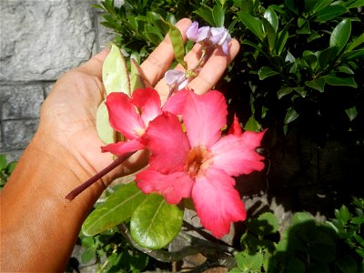 Bataw (fruit and flowers)  Lablab  Lablab purpureus Bitsuwelas abitsuwelas, habitsuwelas, sibatse o Bataw hyacinth bean in Poblacion, Baliuag, Bulacan in during Timeline of the 2020 coronavirus pandem