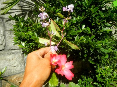 Bataw (fruit and flowers)  Lablab  Lablab purpureus Bitsuwelas abitsuwelas, habitsuwelas, sibatse o Bataw hyacinth bean in Poblacion, Baliuag, Bulacan in during Timeline of the 2020 coronavirus pandem