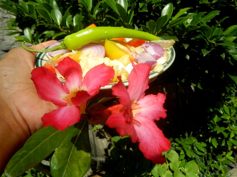 Adenium multiflorum   Adenium obesum   Plumiera acuminata  Dwarf Kalachuchi  Adeniums, or commonly known as Bangkok Kalachuchi or Desert Rose Plumeria acuminata Air a flowering plant cultivated in the