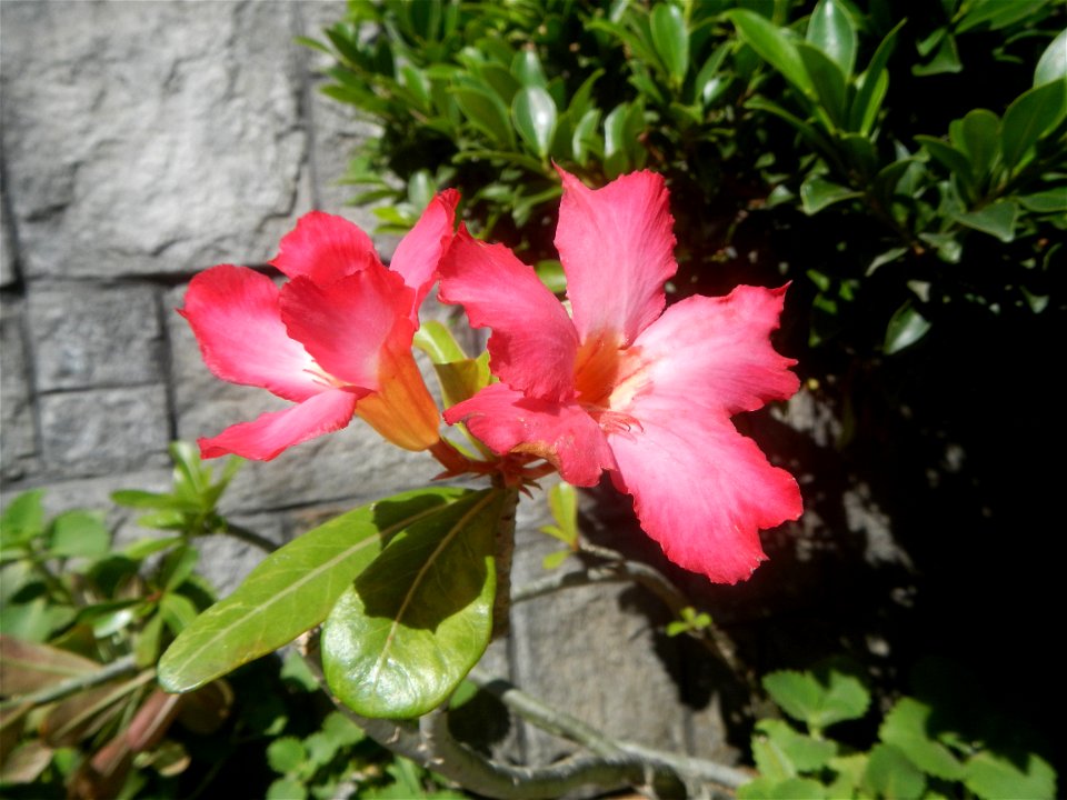 Adenium multiflorum   Adenium obesum   Plumiera acuminata  Dwarf Kalachuchi  Adeniums, or commonly known as Bangkok Kalachuchi or Desert Rose Plumeria acuminata Air a flowering plant cultivated in the