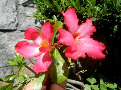 Adenium multiflorum   Adenium obesum   Plumiera acuminata  Dwarf Kalachuchi  Adeniums, or commonly known as Bangkok Kalachuchi or Desert Rose Plumeria acuminata Air a flowering plant cultivated in the