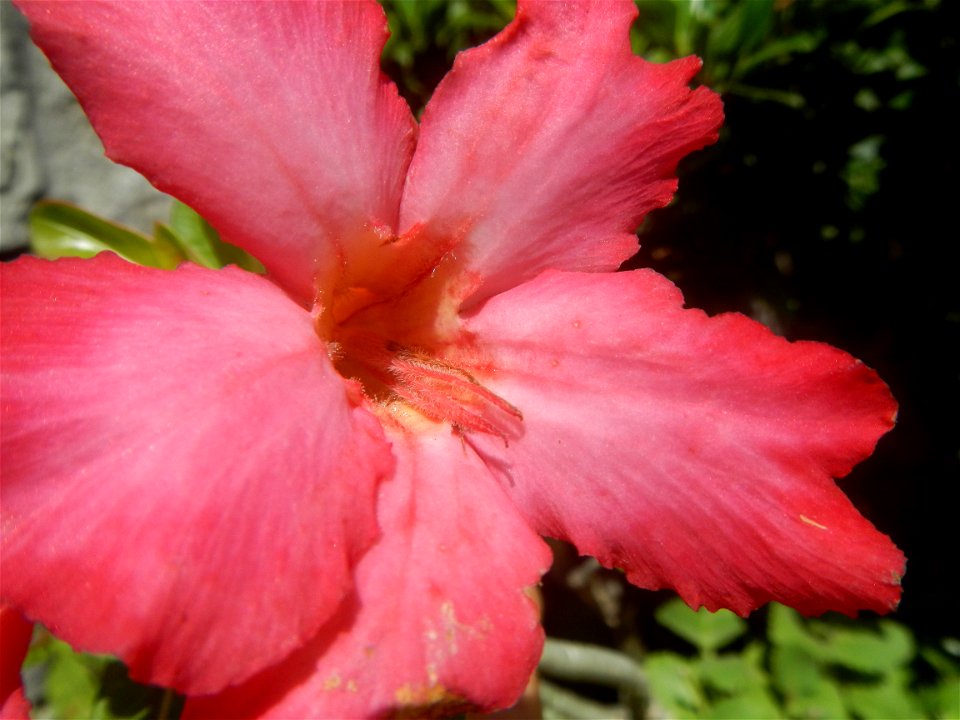 Adenium multiflorum   Adenium obesum   Plumiera acuminata  Dwarf Kalachuchi  Adeniums, or commonly known as Bangkok Kalachuchi or Desert Rose Plumeria acuminata Air a flowering plant cultivated in the