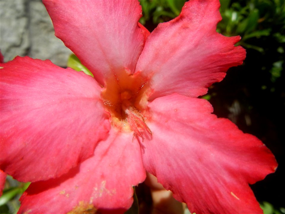 Adenium multiflorum   Adenium obesum   Plumiera acuminata  Dwarf Kalachuchi  Adeniums, or commonly known as Bangkok Kalachuchi or Desert Rose Plumeria acuminata Air a flowering plant cultivated in the