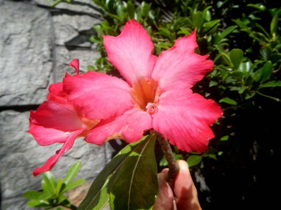 Adenium multiflorum   Adenium obesum   Plumiera acuminata  Dwarf Kalachuchi  Adeniums, or commonly known as Bangkok Kalachuchi or Desert Rose Plumeria acuminata Air a flowering plant cultivated in the