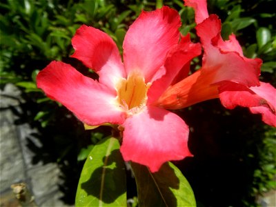 Adenium multiflorum   Adenium obesum   Plumiera acuminata  Dwarf Kalachuchi  Adeniums, or commonly known as Bangkok Kalachuchi or Desert Rose Plumeria acuminata Air a flowering plant cultivated in the