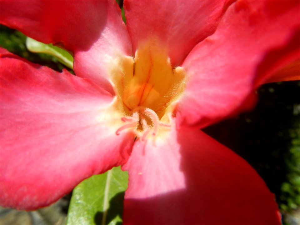 Adenium multiflorum   Adenium obesum   Plumiera acuminata  Dwarf Kalachuchi  Adeniums, or commonly known as Bangkok Kalachuchi or Desert Rose Plumeria acuminata Air a flowering plant cultivated in the