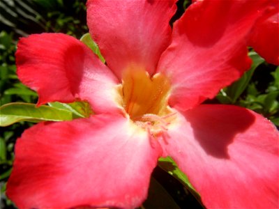 Adenium multiflorum   Adenium obesum   Plumiera acuminata  Dwarf Kalachuchi  Adeniums, or commonly known as Bangkok Kalachuchi or Desert Rose Plumeria acuminata Air a flowering plant cultivated in the