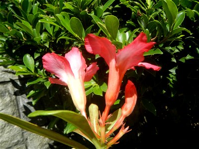 Adenium multiflorum   Adenium obesum   Plumiera acuminata  Dwarf Kalachuchi  Adeniums, or commonly known as Bangkok Kalachuchi or Desert Rose Plumeria acuminata Air a flowering plant cultivated in the