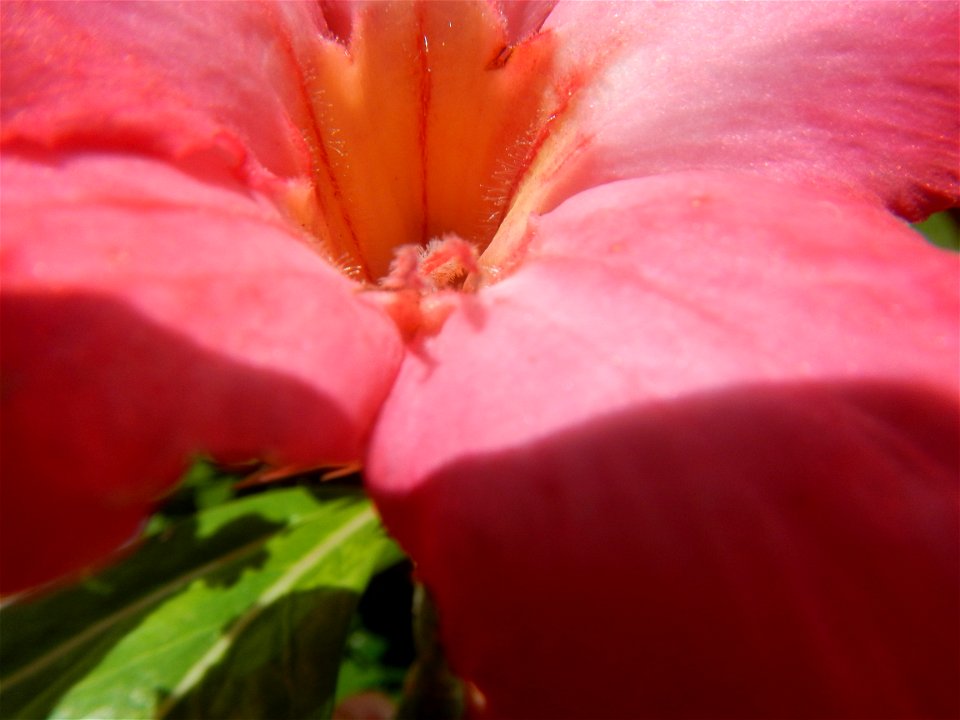 Adenium multiflorum   Adenium obesum   Plumiera acuminata  Dwarf Kalachuchi  Adeniums, or commonly known as Bangkok Kalachuchi or Desert Rose Plumeria acuminata Air a flowering plant cultivated in the