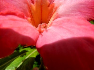 Adenium multiflorum   Adenium obesum   Plumiera acuminata  Dwarf Kalachuchi  Adeniums, or commonly known as Bangkok Kalachuchi or Desert Rose Plumeria acuminata Air a flowering plant cultivated in the