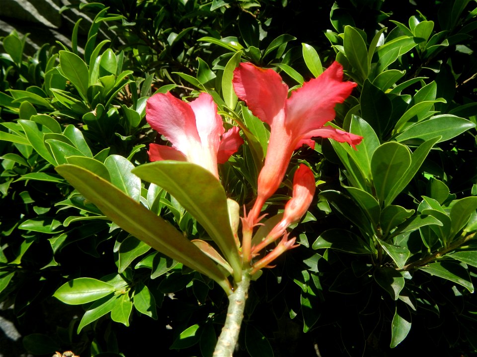 Adenium multiflorum   Adenium obesum   Plumiera acuminata  Dwarf Kalachuchi  Adeniums, or commonly known as Bangkok Kalachuchi or Desert Rose Plumeria acuminata Air a flowering plant cultivated in the