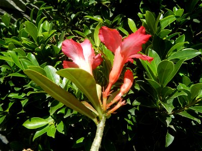 Adenium multiflorum   Adenium obesum   Plumiera acuminata  Dwarf Kalachuchi  Adeniums, or commonly known as Bangkok Kalachuchi or Desert Rose Plumeria acuminata Air a flowering plant cultivated in the