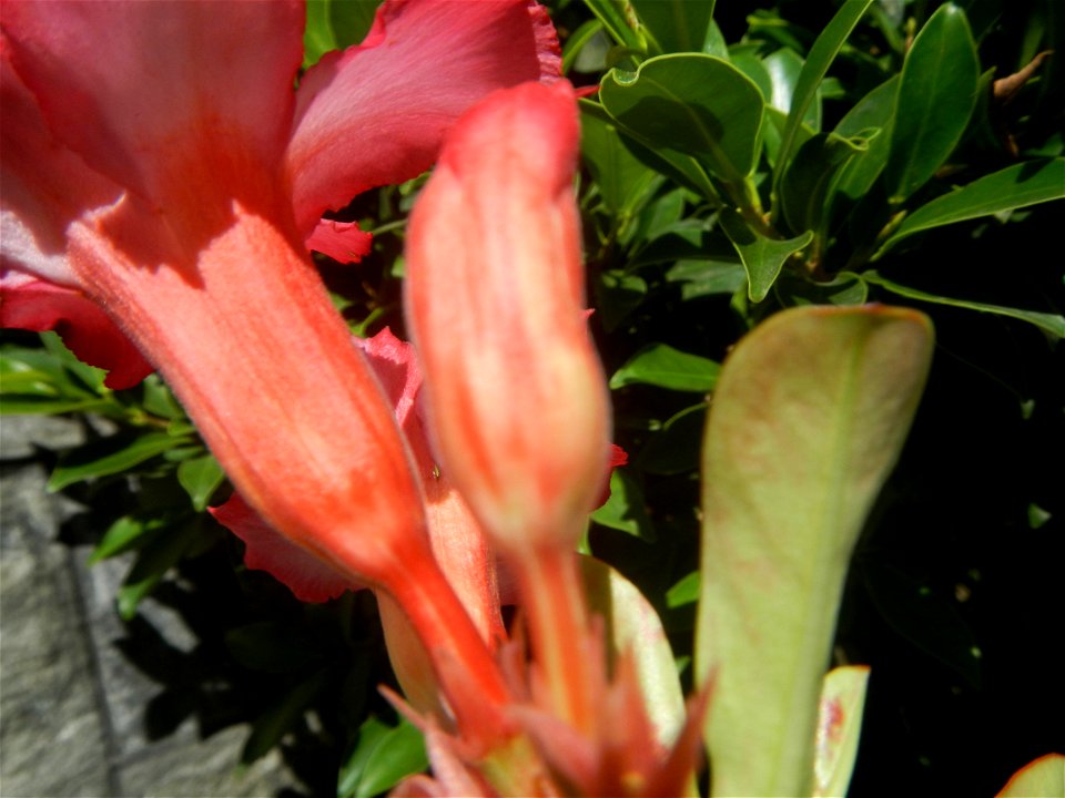 Adenium multiflorum   Adenium obesum   Plumiera acuminata  Dwarf Kalachuchi  Adeniums, or commonly known as Bangkok Kalachuchi or Desert Rose Plumeria acuminata Air a flowering plant cultivated in the