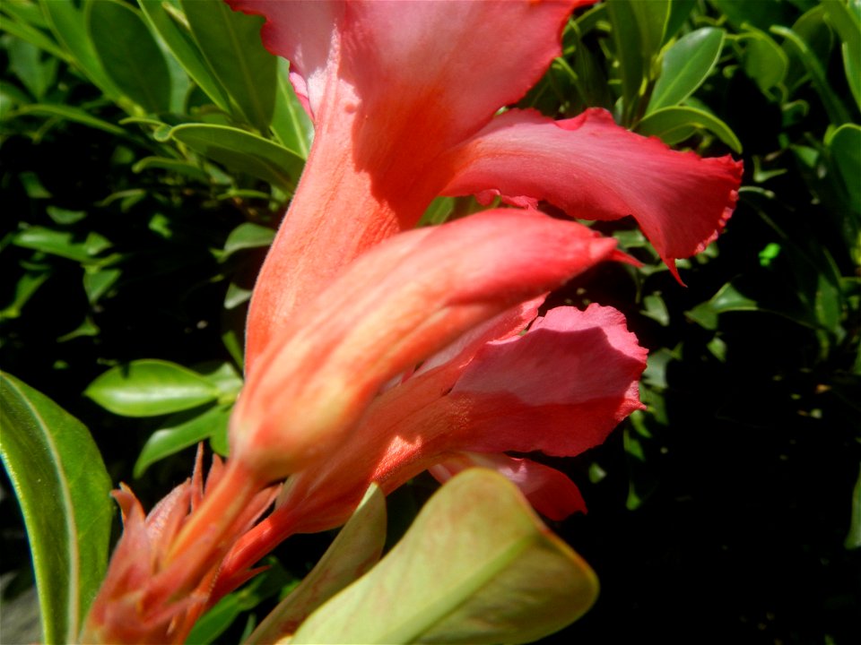 Adenium multiflorum   Adenium obesum   Plumiera acuminata  Dwarf Kalachuchi  Adeniums, or commonly known as Bangkok Kalachuchi or Desert Rose Plumeria acuminata Air a flowering plant cultivated in the
