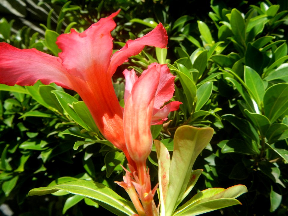Adenium multiflorum   Adenium obesum   Plumiera acuminata  Dwarf Kalachuchi  Adeniums, or commonly known as Bangkok Kalachuchi or Desert Rose Plumeria acuminata Air a flowering plant cultivated in the