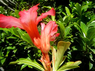 Adenium multiflorum   Adenium obesum   Plumiera acuminata  Dwarf Kalachuchi  Adeniums, or commonly known as Bangkok Kalachuchi or Desert Rose Plumeria acuminata Air a flowering plant cultivated in the
