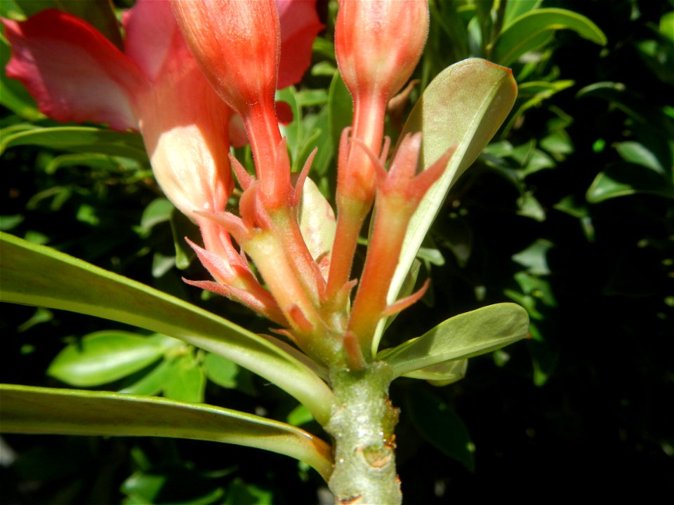 Adenium multiflorum   Adenium obesum   Plumiera acuminata  Dwarf Kalachuchi  Adeniums, or commonly known as Bangkok Kalachuchi or Desert Rose Plumeria acuminata Air a flowering plant cultivated in the