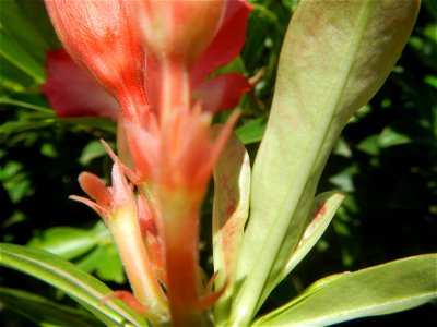 Adenium multiflorum   Adenium obesum   Plumiera acuminata  Dwarf Kalachuchi  Adeniums, or commonly known as Bangkok Kalachuchi or Desert Rose Plumeria acuminata Air a flowering plant cultivated in the