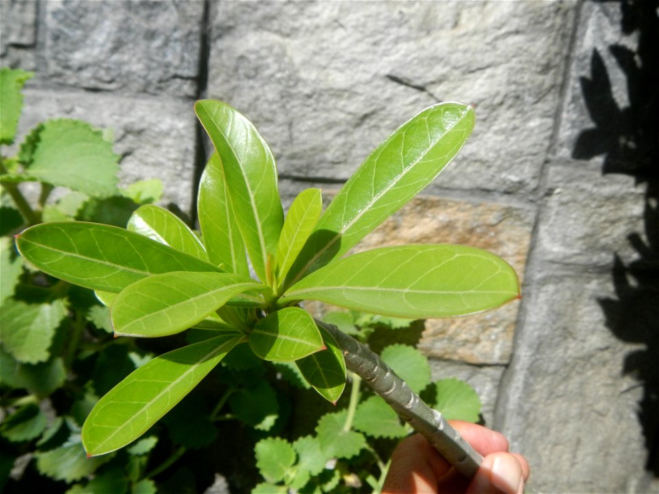 Adenium multiflorum   Adenium obesum   Plumiera acuminata  Dwarf Kalachuchi  Adeniums, or commonly known as Bangkok Kalachuchi or Desert Rose Plumeria acuminata Air a flowering plant cultivated in the