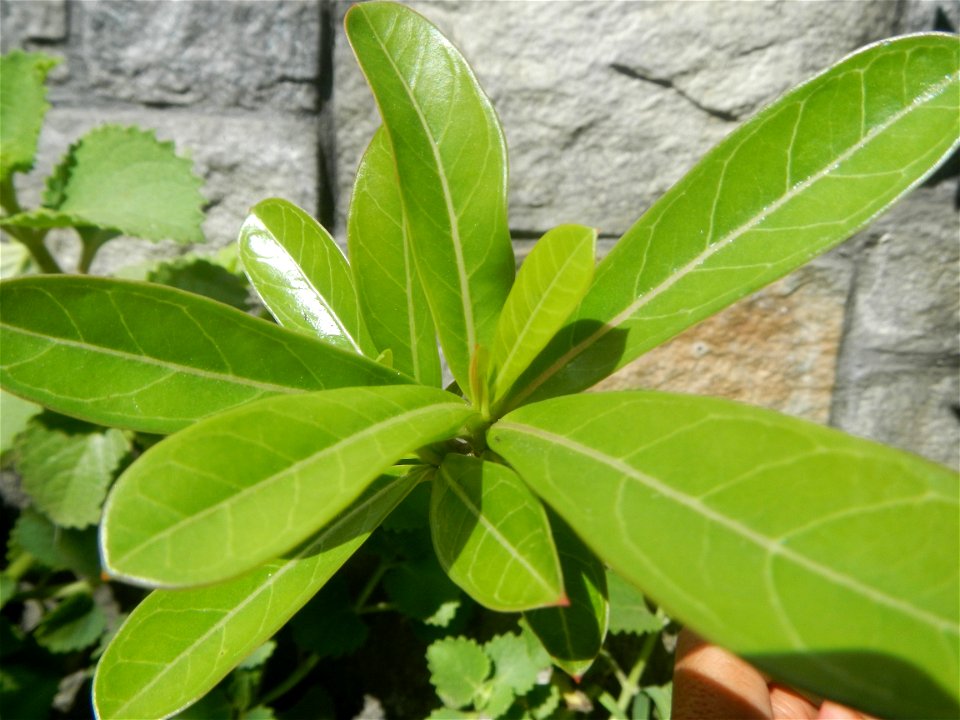 Adenium multiflorum   Adenium obesum   Plumiera acuminata  Dwarf Kalachuchi  Adeniums, or commonly known as Bangkok Kalachuchi or Desert Rose Plumeria acuminata Air a flowering plant cultivated in the