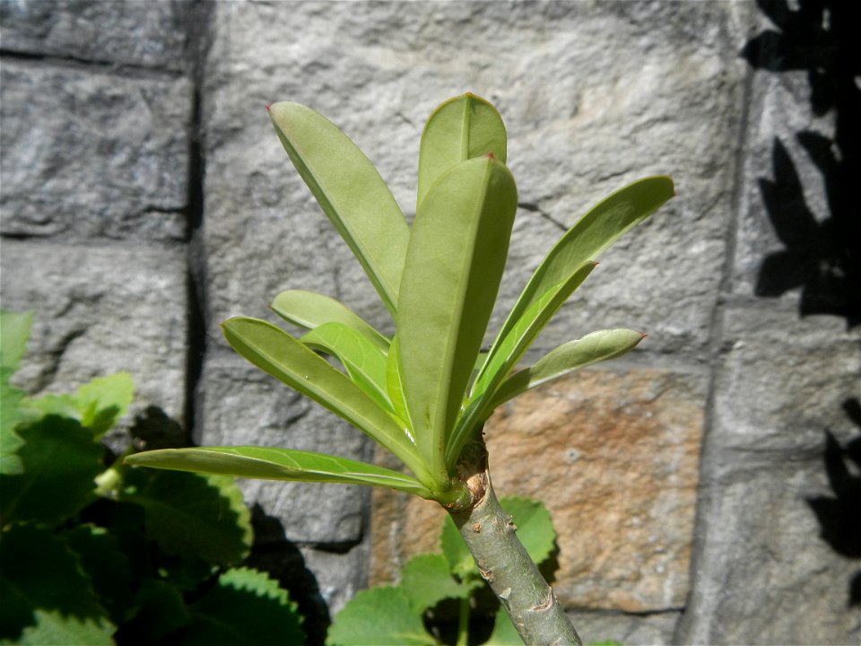 Adenium multiflorum   Adenium obesum   Plumiera acuminata  Dwarf Kalachuchi  Adeniums, or commonly known as Bangkok Kalachuchi or Desert Rose Plumeria acuminata Air a flowering plant cultivated in the