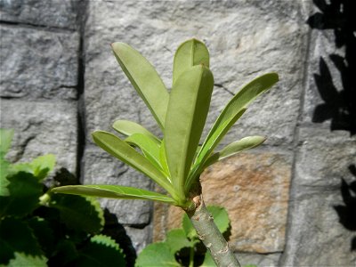 Adenium multiflorum   Adenium obesum   Plumiera acuminata  Dwarf Kalachuchi  Adeniums, or commonly known as Bangkok Kalachuchi or Desert Rose Plumeria acuminata Air a flowering plant cultivated in the