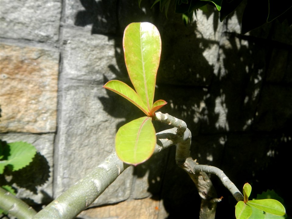 Adenium multiflorum   Adenium obesum   Plumiera acuminata  Dwarf Kalachuchi  Adeniums, or commonly known as Bangkok Kalachuchi or Desert Rose Plumeria acuminata Air a flowering plant cultivated in the