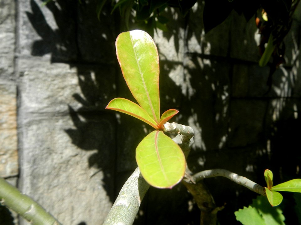 Adenium multiflorum   Adenium obesum   Plumiera acuminata  Dwarf Kalachuchi  Adeniums, or commonly known as Bangkok Kalachuchi or Desert Rose Plumeria acuminata Air a flowering plant cultivated in the