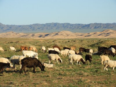 Goats sheep herd photo