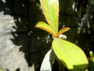 Adenium multiflorum   Adenium obesum   Plumiera acuminata  Dwarf Kalachuchi  Adeniums, or commonly known as Bangkok Kalachuchi or Desert Rose Plumeria acuminata Air a flowering plant cultivated in the