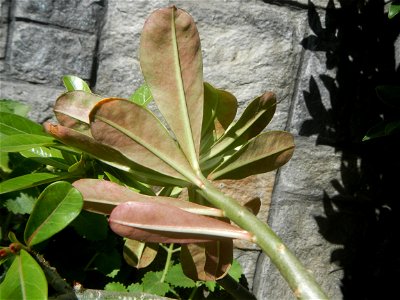 Adenium multiflorum   Adenium obesum   Plumiera acuminata  Dwarf Kalachuchi  Adeniums, or commonly known as Bangkok Kalachuchi or Desert Rose Plumeria acuminata Air a flowering plant cultivated in the
