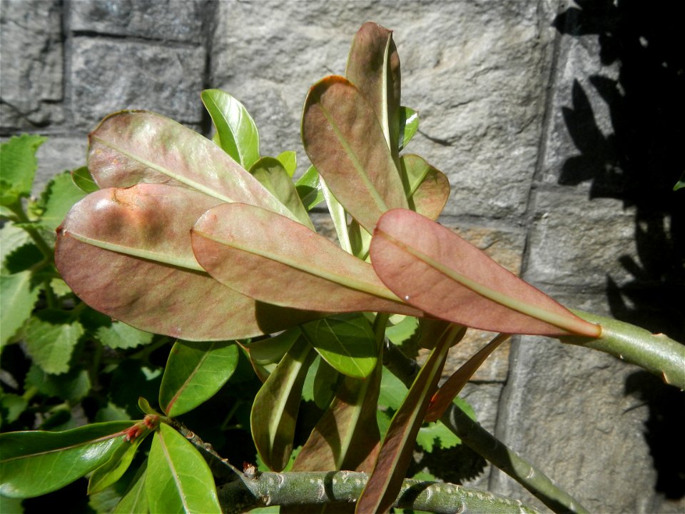 Adenium multiflorum   Adenium obesum   Plumiera acuminata  Dwarf Kalachuchi  Adeniums, or commonly known as Bangkok Kalachuchi or Desert Rose Plumeria acuminata Air a flowering plant cultivated in the