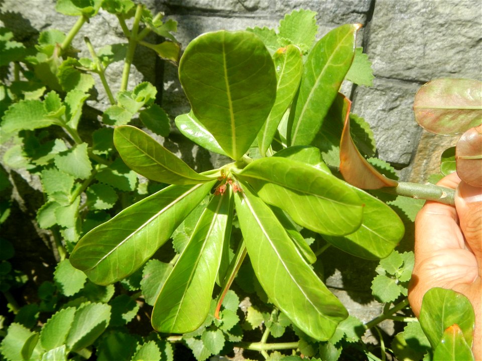 Adenium multiflorum   Adenium obesum   Plumiera acuminata  Dwarf Kalachuchi  Adeniums, or commonly known as Bangkok Kalachuchi or Desert Rose Plumeria acuminata Air a flowering plant cultivated in the