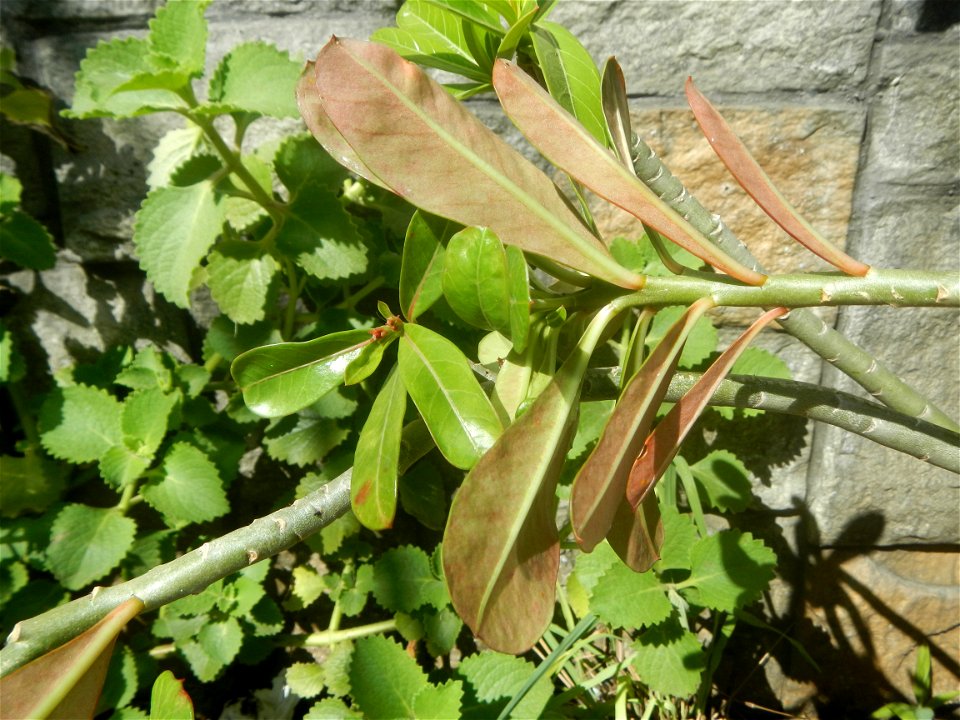 Adenium multiflorum   Adenium obesum   Plumiera acuminata  Dwarf Kalachuchi  Adeniums, or commonly known as Bangkok Kalachuchi or Desert Rose Plumeria acuminata Air a flowering plant cultivated in the