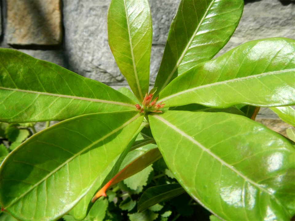 Adenium multiflorum   Adenium obesum   Plumiera acuminata  Dwarf Kalachuchi  Adeniums, or commonly known as Bangkok Kalachuchi or Desert Rose Plumeria acuminata Air a flowering plant cultivated in the