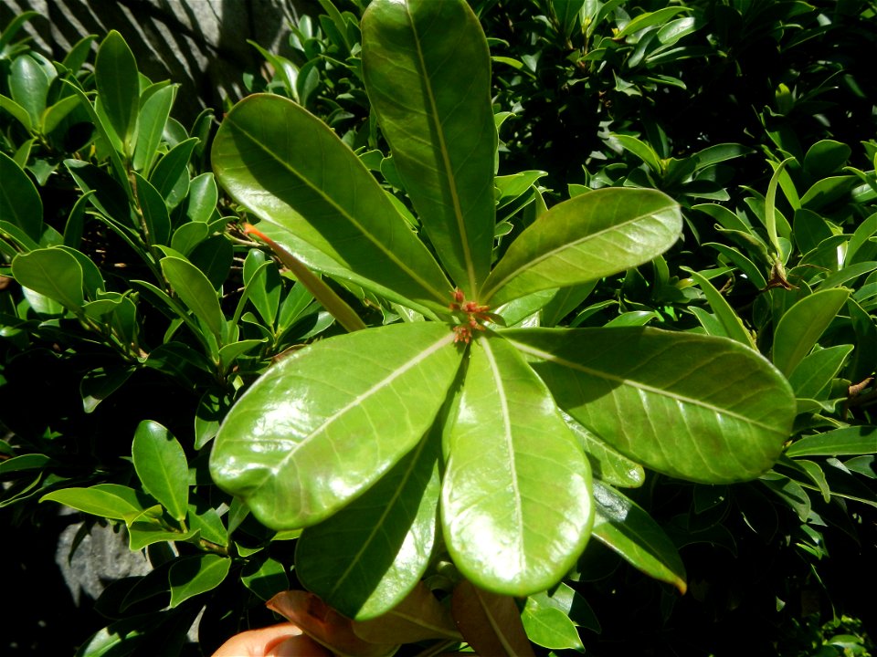Adenium multiflorum   Adenium obesum   Plumiera acuminata  Dwarf Kalachuchi  Adeniums, or commonly known as Bangkok Kalachuchi or Desert Rose Plumeria acuminata Air a flowering plant cultivated in the